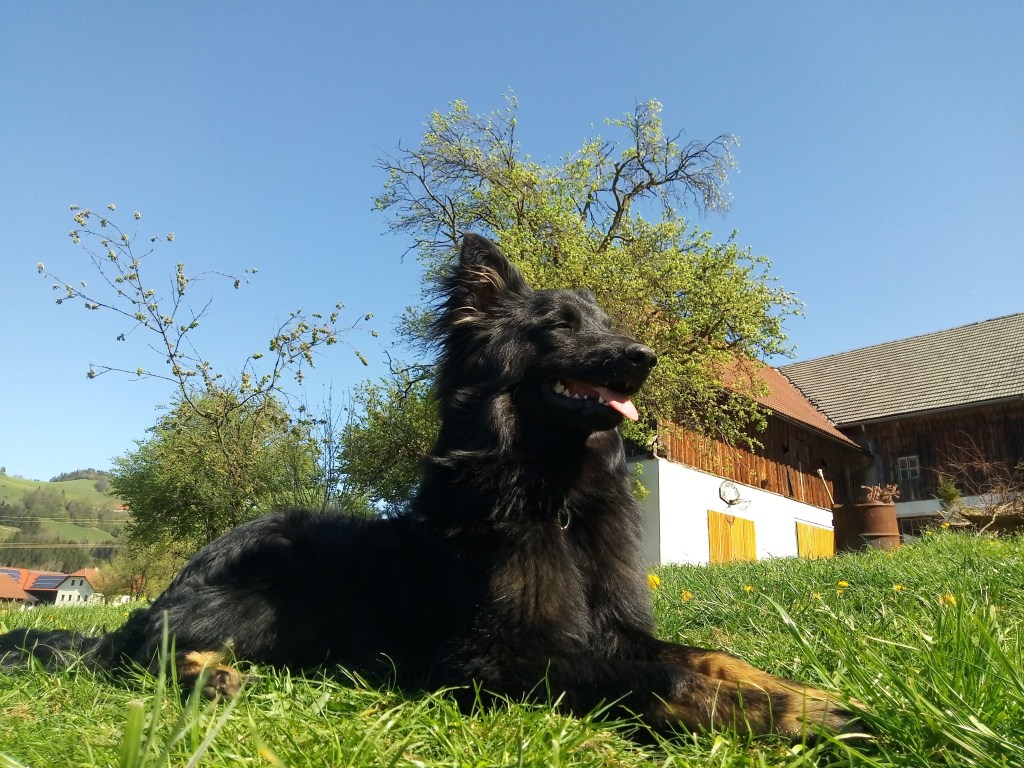 Emmi, der Hund vom Kleinortbauer